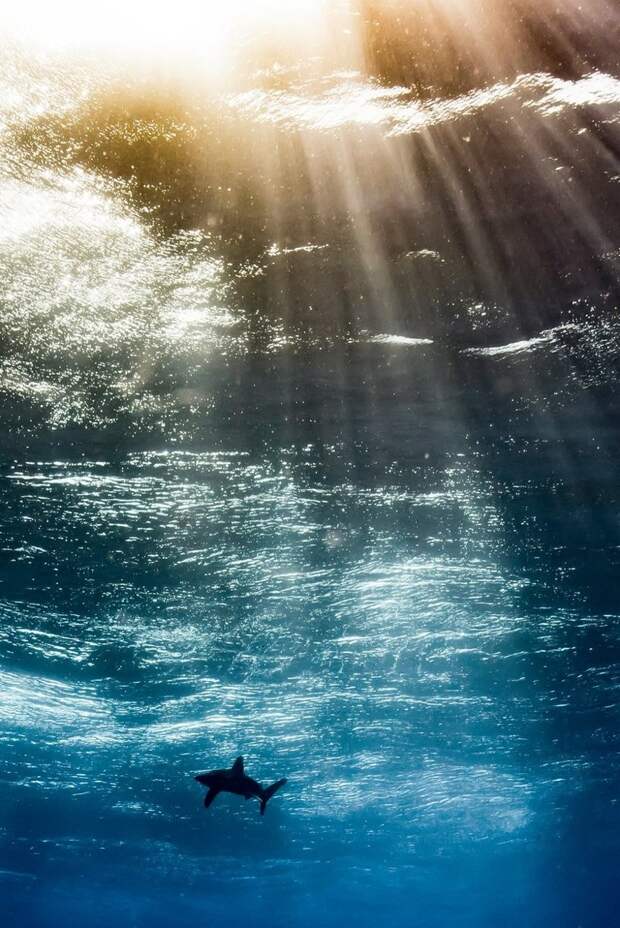 Орасио Мартинес из Аргентины стал самым многообещающим фотографом года за свой снимок «Океаническое небо» Underwater Photographer of the Year, животные, под водой, фото