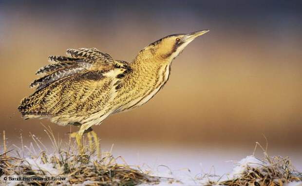 http://ichef.bbci.co.uk/naturelibrary/images/ic/credit/640x395/e/eu/eurasian_bittern/eurasian_bittern_1.jpg