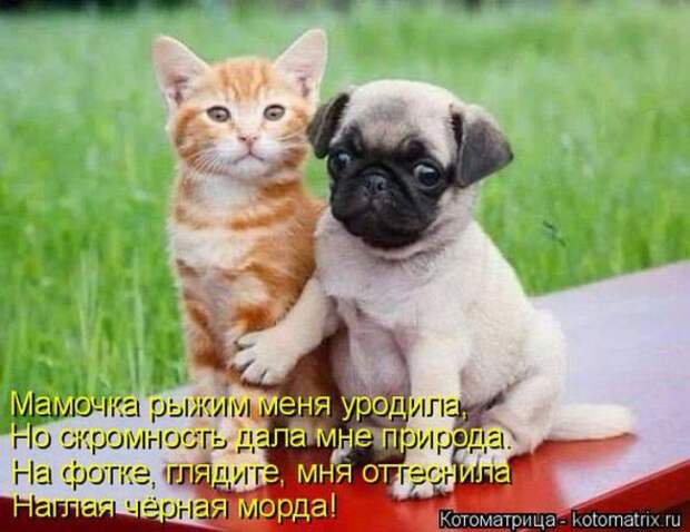 Котоматрицы (картинки с надписями)