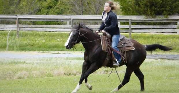 Рысь лошади: виды, характеристики и скорость