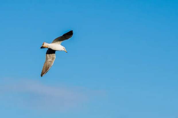 Как полушария мозга передают друг другу образы, чтобы мир оставался целым
