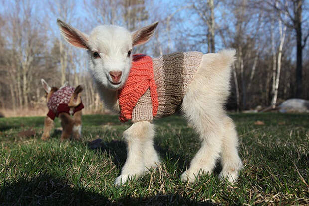 Новорожденные козлята в свитерах ручной работы.