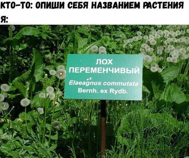 Картинки со смешными подписями (20 фото)