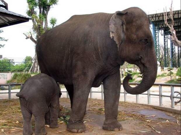 В США подали в суд иск об освобождении слонихи из зоопарка