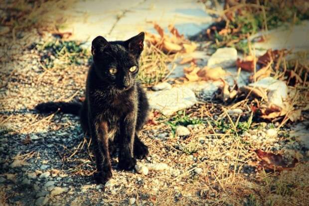 Чёрный котёнок сидит на земле