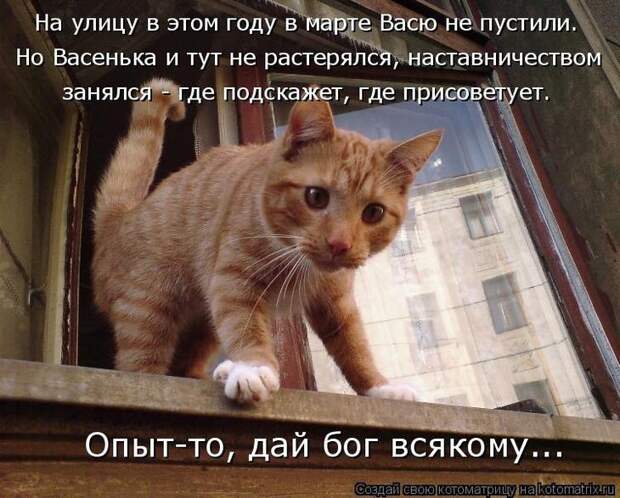 Котоматрицы