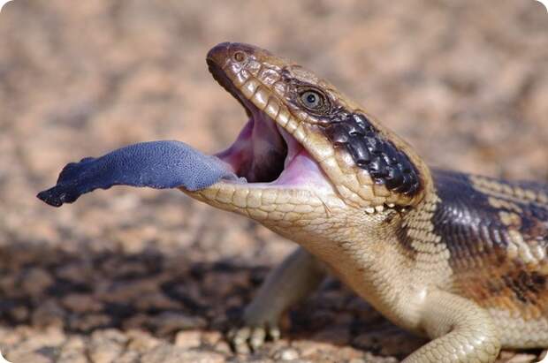 Западная тиликва (лат. Tiliqua occipitalis)