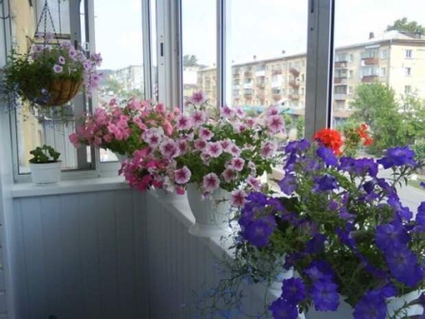 Оформление балкона цветами