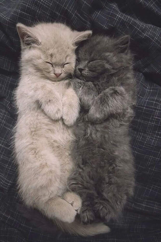 Adorable Sleeping Kittens