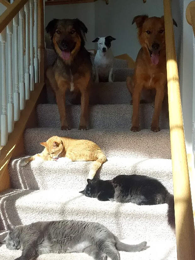 Коты и собаки животные, котики, лучи, погреться, солнечные ванны, солнце, температура, тепло