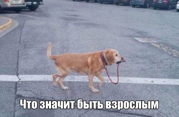 Прикольные картинки. Дневной выпуск (50 фото)