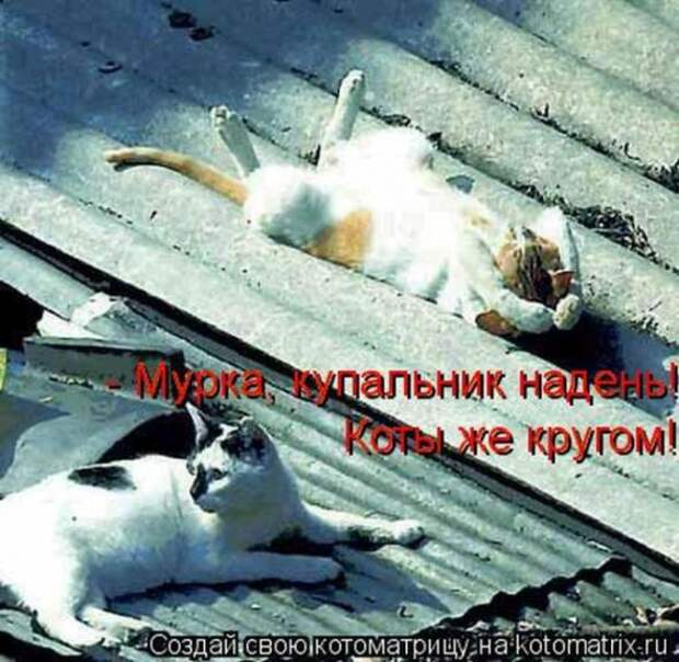 Котоматрицы(картинки с надписями)