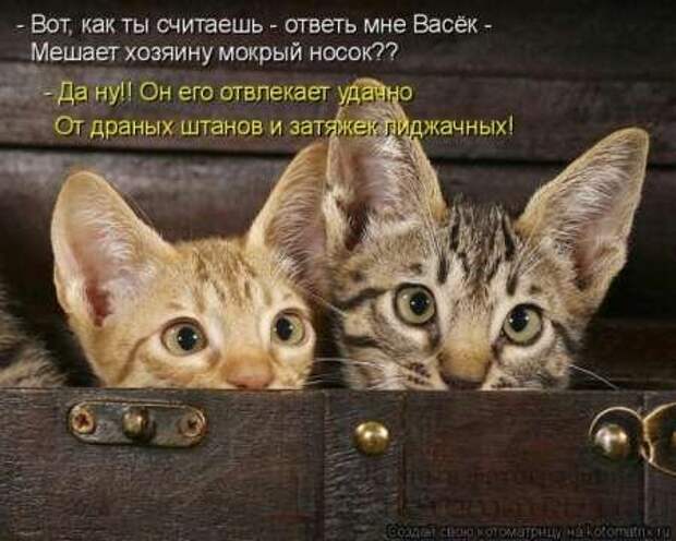 Сборка котоматриц