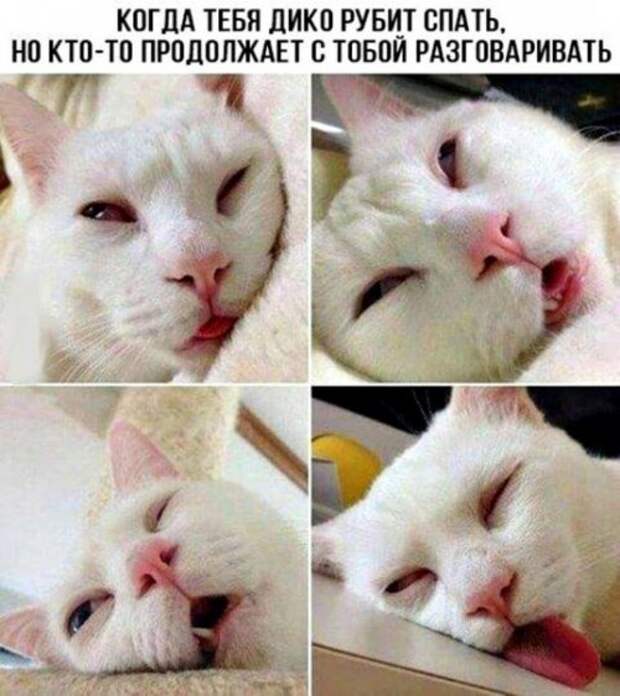 Новые прикольные фотомемы (28 шт)
