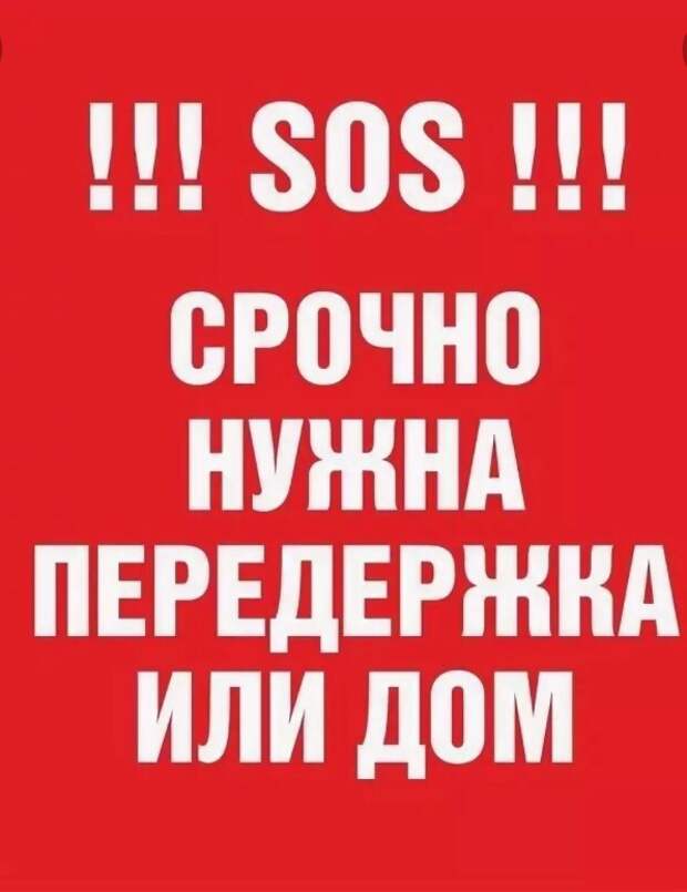 Они вот-вот станут пищей для лисиц... Умоляем, откликнитесь, помогите, потому что это реальный кошмар...