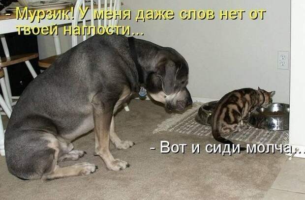 Кошка плюс собака: милые и смешные приколы с животными