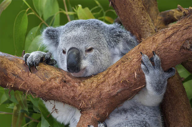 Koala-t visit to Riverbanks Zoo