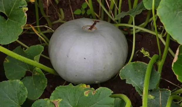 Самые сладкие продукты в мире