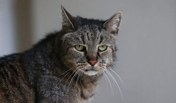 Чтобы официально стать старейшим котом в мире, Натмегу нужны документы, подтверждающие его возраст  Натмег, долгожитель, кот