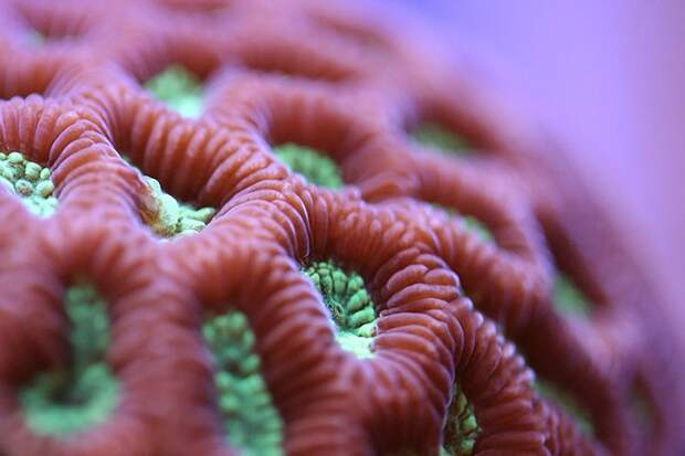 macroshots05 macroshots05 Удивительная макросъемка кораллов