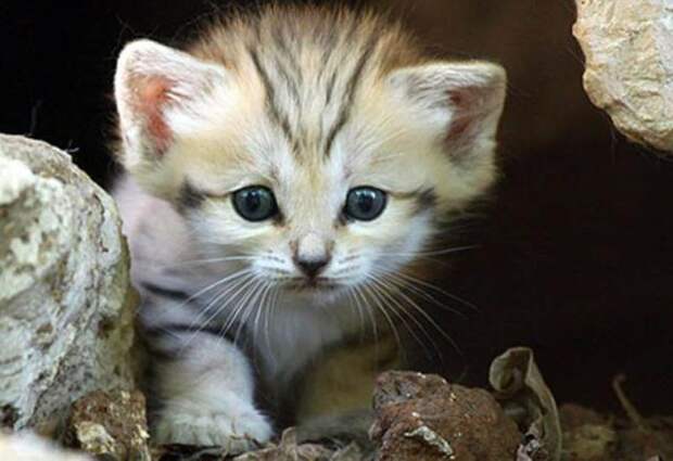 Песчаный кот (13 фото)