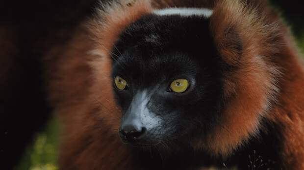 Необыкновенной красоты портреты эндемичных представителей дикой природы Мадагаскара