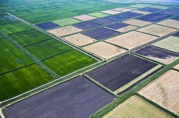 Рисовые поля занимают огромную территорию ежегодных посевов Краснодарского края.