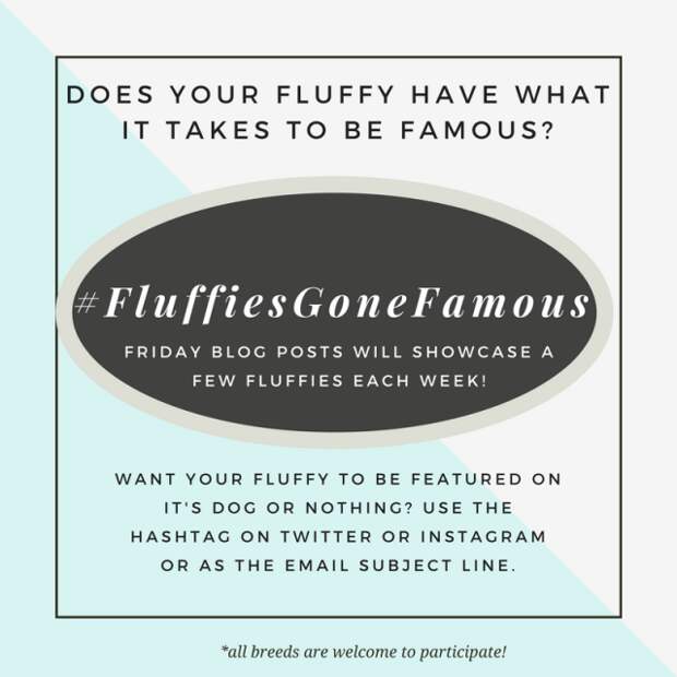 Want your dog to be featured on It's Dog or Nothing? Use #FluffiesGoneFamous on Instagram or Twitter to enter your photos!