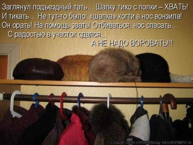 Свежая и прикольная котоматрица (32 фото)