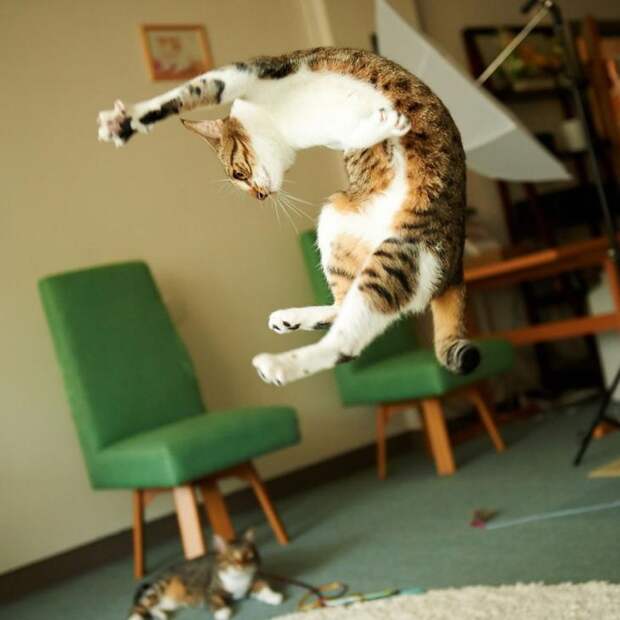 коты в прыжке, летающие коты