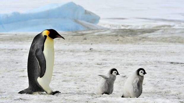 Интересные факты о пингвинах животные, пингвины, природа, факты