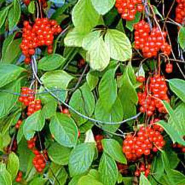 Лимонник китайский