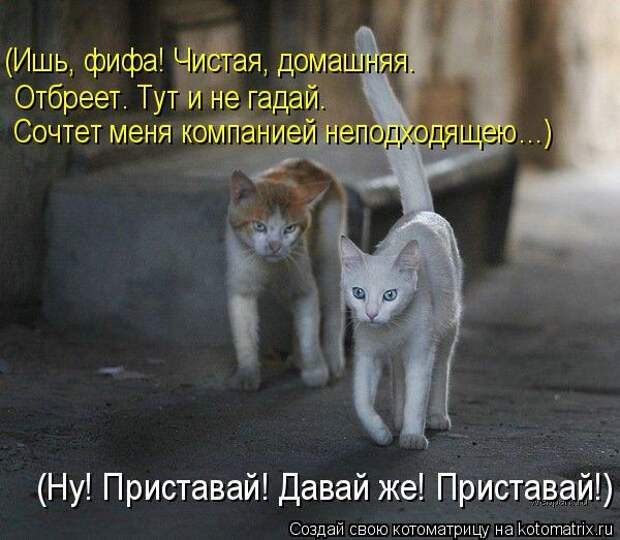 Котоматрицы