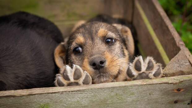 Никто не спорит, что стерилизация может быть эффективным средством контроля численности бездомных собак. Но при чем здесь домашние? Фото Audrius Vizbaras/Pixabay Никто не спорит, что стерилизация может быть эффективным средством контроля численности бездомных собак. Но при чем здесь домашние? Фото Audrius Vizbaras/Pixabay