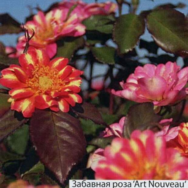 6rospan
