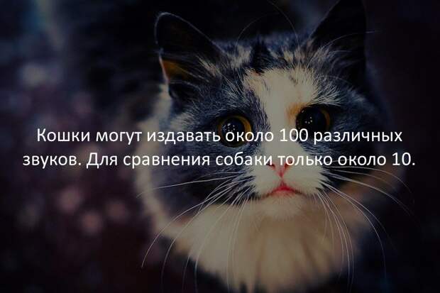 Интересные факты в картинках