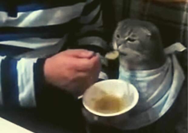 Можно ли кормить кошек супом. Что говорят специалисты и в каких случаях суп кошкам даже необходим