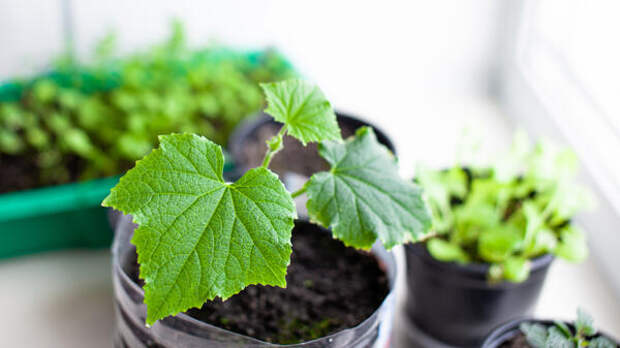 20 килограммов с одного куста: этот сорт огурцов дачники ценят больше всего