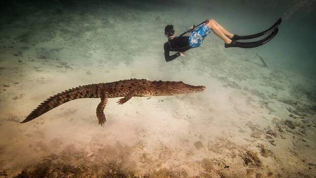 Подарок на 14-летие: плаванье с крокодилами