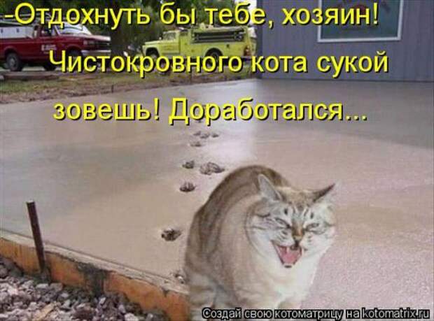 Котоматрицы(картинки с надписями)