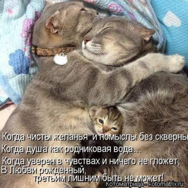 Лучшая котоматрица недели (26 шт)