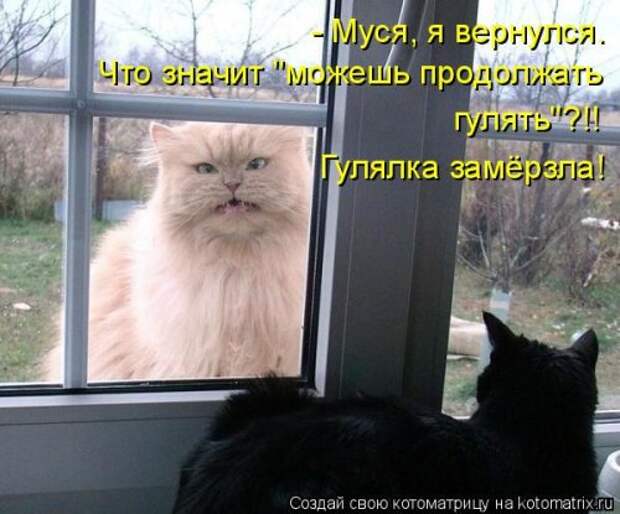 Лучшая котоматрица за неделю (32 фото)