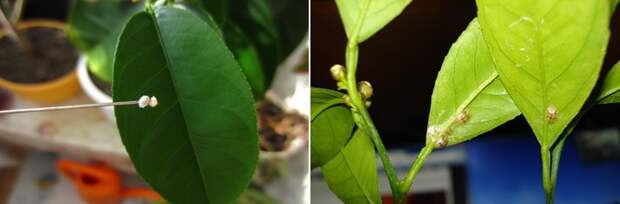 Лимонное дерево вредители мучнистый червец и щитовка фото