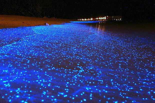 Красота светящихся пляжей, подобных звездному небу BioluminescentBeaches01 Красота светящихся пляжей, подобных звездному небу