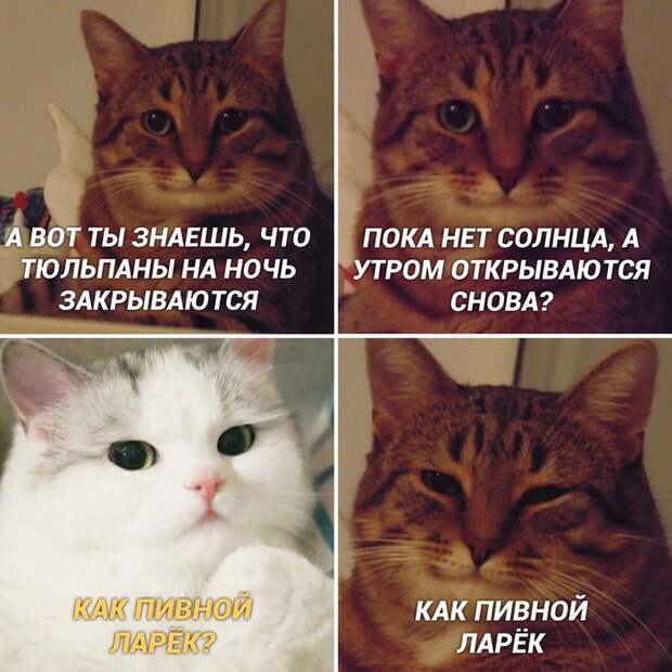 Тюльпаны Тюльпаны