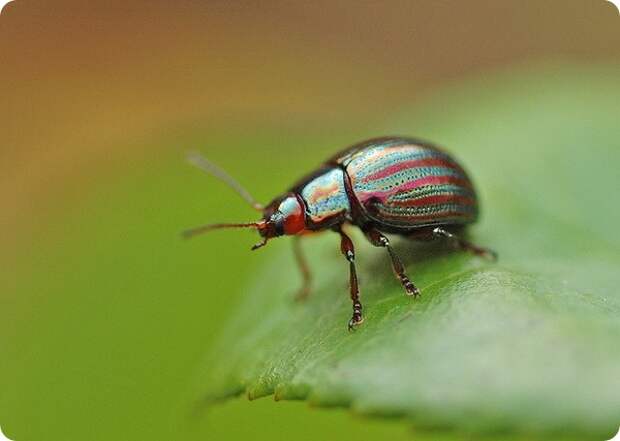 Злаковый листоед (лат. Chrysolina cerealis)