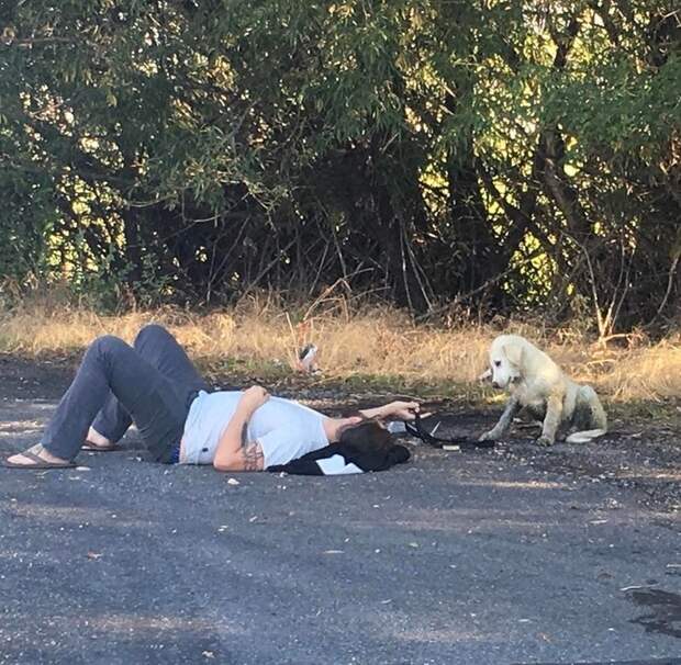 Парень пытается уговорить потеряшку пойти с нами. И чтобы тот начал нам доверять, он решил лечь на спину и показать ему свой животик. Парень пытается уговорить потеряшку пойти с нами. И чтобы тот начал нам доверять, он решил лечь на спину и показать ему свой животик.