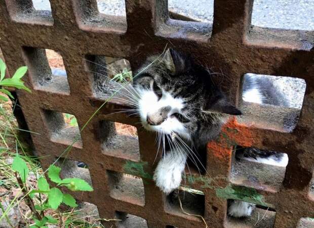 кошка