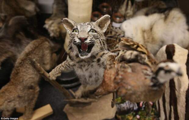 Разнообразие конфискованной контрабанды в аэропорту Лондона аэропорт, контрабанда, конфискация, Лондон, таможня