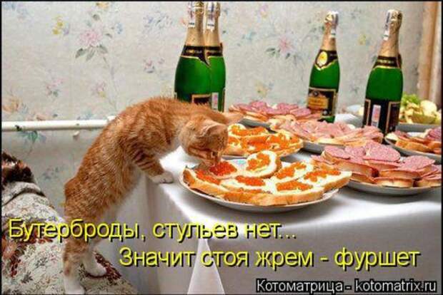 Котоматрицы (картинки с надписями)